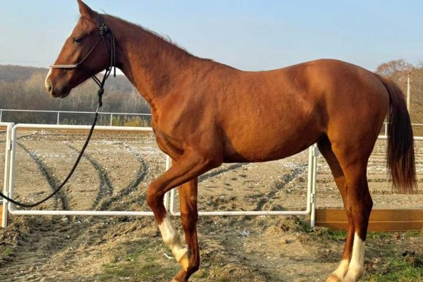 Купить лошадь для спорта в Краснодаре
