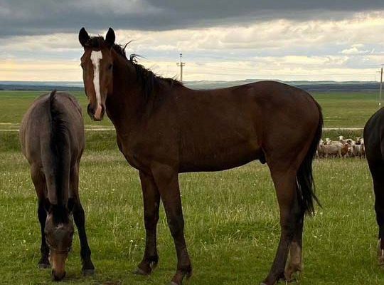 Купить лошадь для скачек в Татарстане