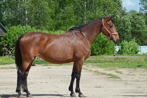 Продажа кобылы, матка 2015 г.р
