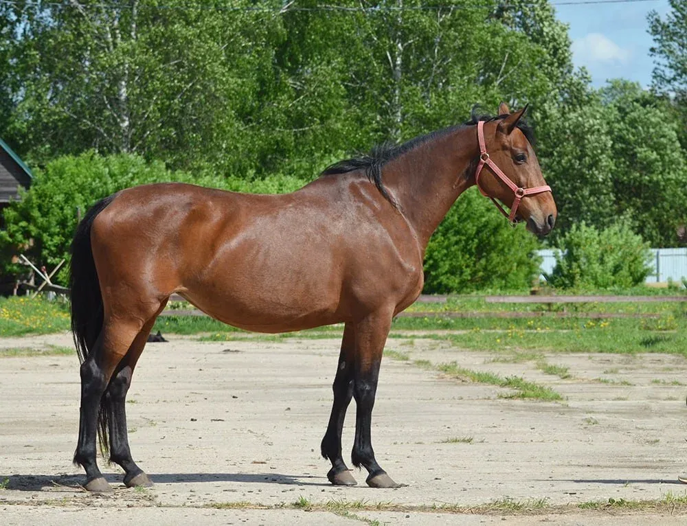 Продажа кобылы, матка 2015 г.р