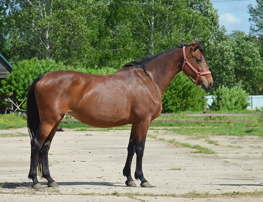 Продажа кобылы, матка 2015 г.р