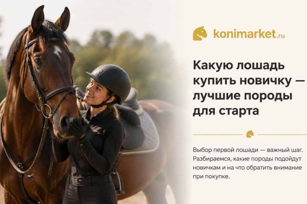 Какую лошадь купить новичку — лучшие породы для старта
