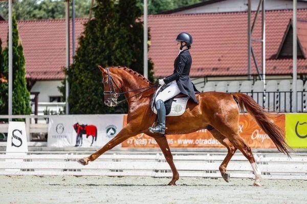 Продажа лошади в спорт, мерин, 2019 г.р