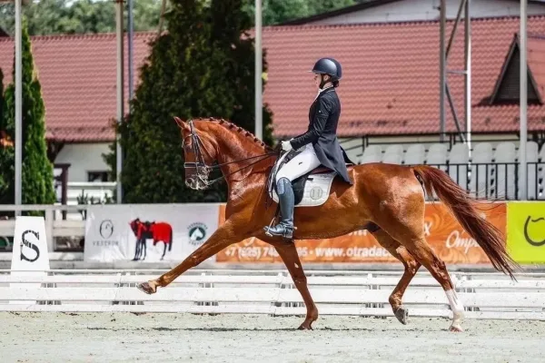 Продажа лошади в спорт, мерин, 2019 г.р