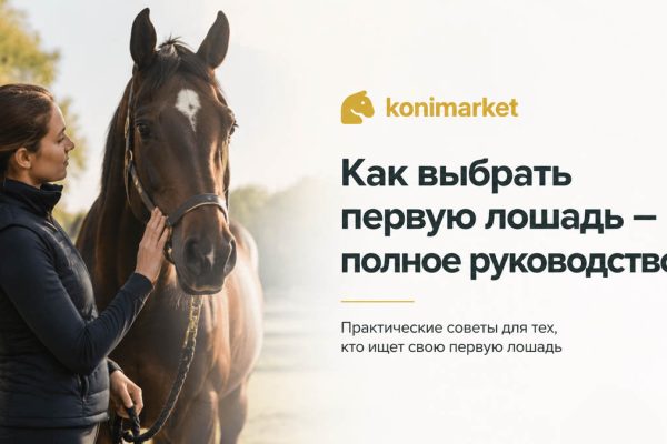 Как выбрать первую лошадь — полное руководство