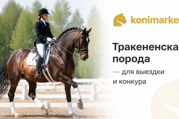 Тракененская порода — для выездки и конкура