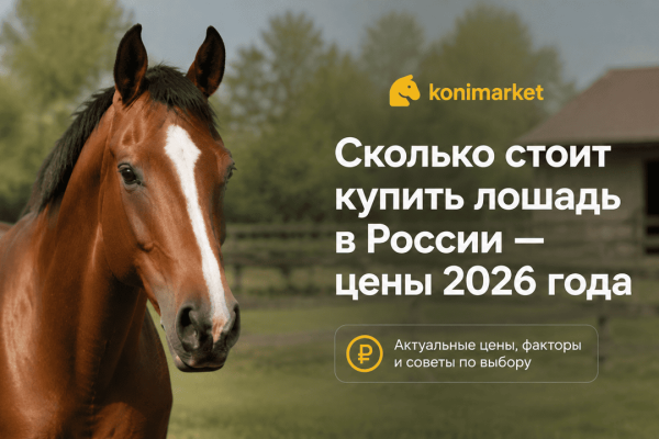 Сколько стоит купить лошадь в России — цены 2026 года