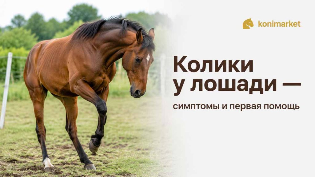 Колики у лошади — симптомы и первая помощь