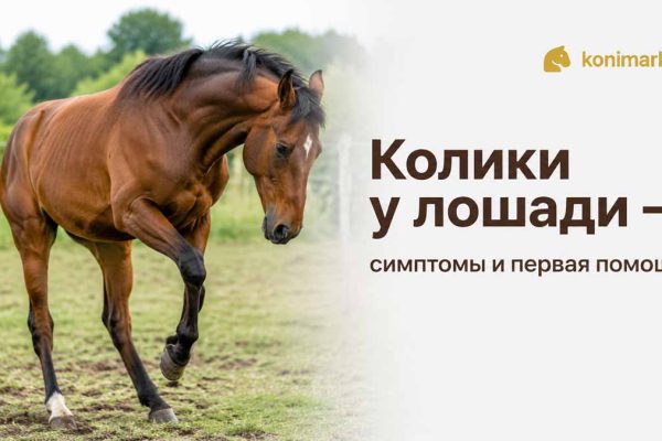 Колики у лошади — симптомы и первая помощь