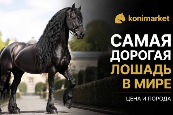 Самая дорогая лошадь в мире — цена и порода