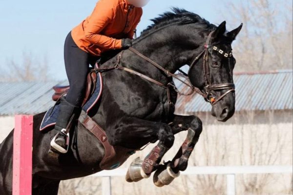 Тракененский жеребец 2017 г.р.