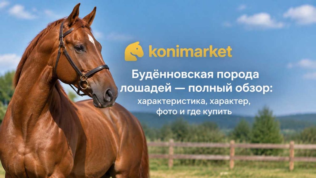 Будённовская порода лошадей — полный обзор: характеристика, характер, фото и где купить