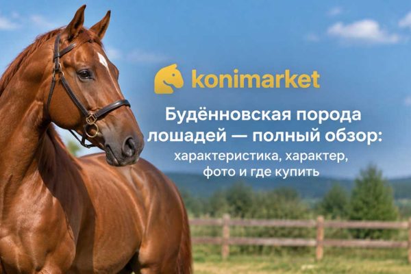 Будённовская порода лошадей — полный обзор: характеристика, характер, фото и где купить