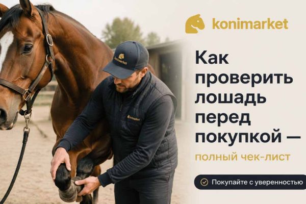 Как проверить лошадь перед покупкой — полный чек-лист