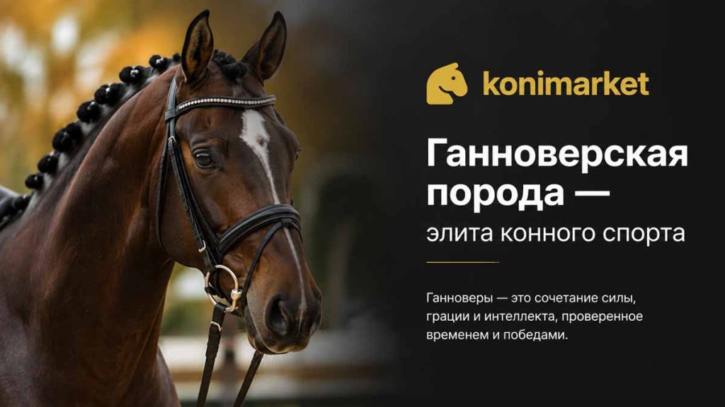 Ганноверская порода — элита конного спорта