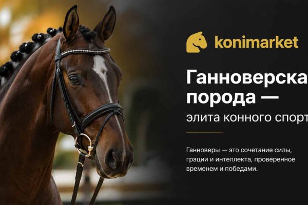 Ганноверская порода — элита конного спорта