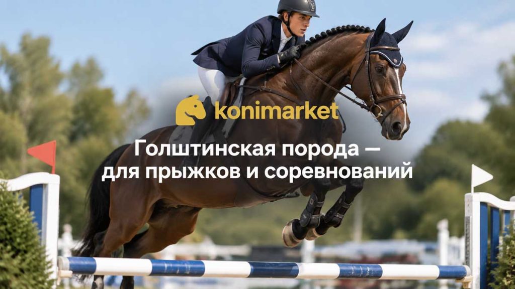 Голштинская порода — для прыжков и соревнований