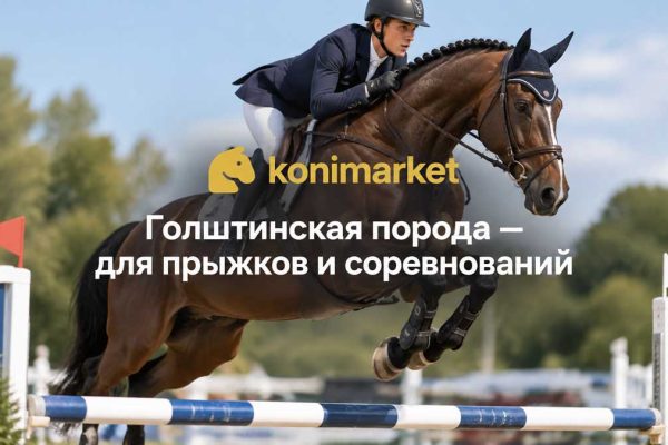 Голштинская порода — для прыжков и соревнований