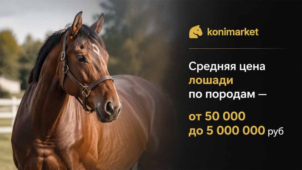Средняя цена лошади по породам — от 50 000 до 5 000 000 руб.