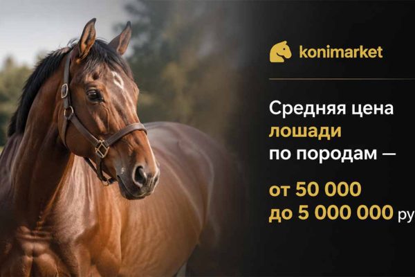 Средняя цена лошади по породам — от 50 000 до 5 000 000 руб.
