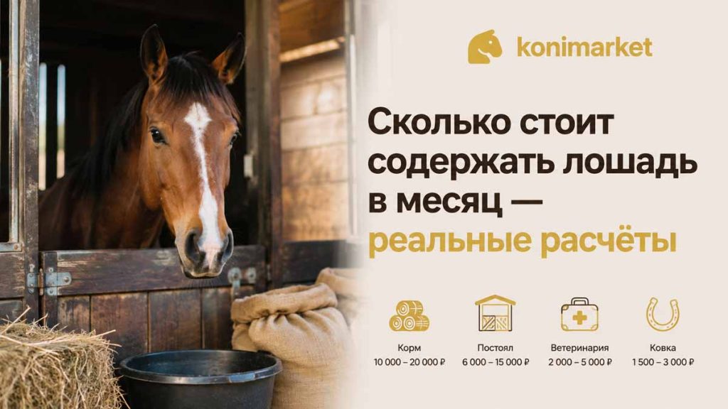 Сколько стоит содержать лошадь в месяц — реальные расчёты