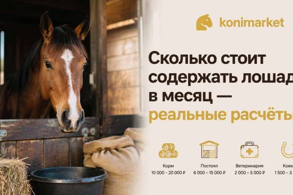 Сколько стоит содержать лошадь в месяц — реальные расчёты